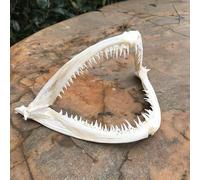 4.3 Inches Natural Anglerfish Skull, Real Fish Skeleton Specimen Deep Sea Animal Taxidermy for Science Education (4.3" Anglerfish Skull)
