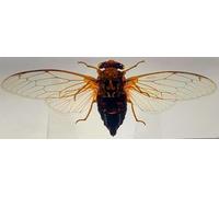 4.3" Real Cicada w/Open Wings in Crystal Clear Lucite Resin Paperweight Crafts Specimen Preserved Insect Bug Taxidermy Collection for Biology Science Education & Desk Ornament Display Supplies