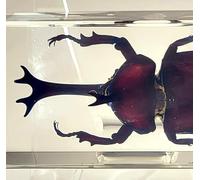 4.3" Real Japanese Rhinoceros Beetle in Crystal Clear Lucite Resin Specimen Preserved Allomyrina Dichotoma Insect Paperweight Taxidermy Collection for Biology Science Education Desk Display Supplies