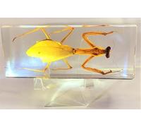 4.3" Real Praying Mantis in Crystal Clear Lucite Resin Crafts Specimen Real Preserved Various Animal Insect Bug Taxidermy Collection for Biology Science Education & Desk Ornament Display