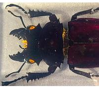 4.3" Real Stag Beetle (Female) in Crystal Clear Lucite Resin Specimen Preserved Insect Bugs Taxidermy Paperweight Crafts Collection for Biology Science Education & Desk Ornament Display Supplies