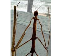 4.3" Real Stick Insect Phasmatodea Bug in Crystal Clear Lucite Resin Specimen Paperweight Preserved Various Animal Insect Bug Taxidermy Collection for Biology Science Education & Desk Ornament Display