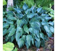 (4) HOSTA BLUE ANGEL PLANTAIN LILY