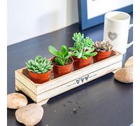 4 Mini Live Succulent Plants - Indoor Cactus & Cacti Mix in Pots, Real Low Maintenance Houseplants for Home Office Desk Decor, Easy Care Gifts