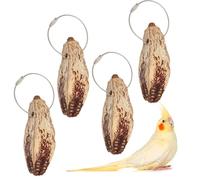 4 Pack Bird Chew Nuts Beak Sharpening Toy Natural Dried Nut Snack for Birds Parrots African Greys Eclectus Cockatoos