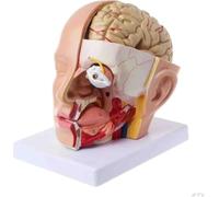 4-Part Life-Size Head Brain Cross Section Anatomy Model | Human Head Anatomical Model,with 18 Numeric Marker for Science Education