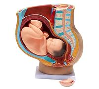4 Parts Human Female Pelvic Section Pregnancy Anatomical Model Pregnancy 9 Month Baby Model Removable Organs Pregnant Pe