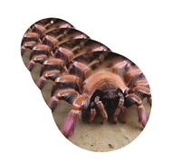 4 Pcs Car Air Fresheners Decorative Car Air Freshener Card Long Lasting Hanging Fragrance Scented Large Mexican Tarantula Car Aromatherapy Tablets Rearview Mirror Pendant for Men Women