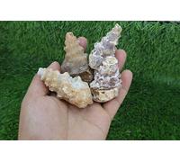 4 PCs of Cerithium Gastropod - Eocene Marine Snail Shell, Natural Fossil Specimen, Morocco, Collector Display Piece A537