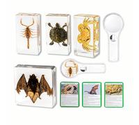 4 Pcs Real Insect Resin Specimens, Real Scorpions, Bats, Turtles, Crab Artificial Amber Resin Specimens for Science Education Classrooms with Magnifying Glass (4 Pcs Insect Resin)