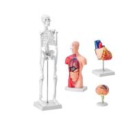 4-Piece Human Anatomy Models 28cm Torso + 45cm Skeleton + Brain Model + Heart Model
