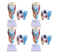 4 Piece Larynx Model 2X Magnification Human Throat Anatomy Model with 5 Detachable Parts and 34 Anatomical Position Number Labels and English Anatomical Position Manual for Medical Education Training