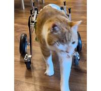 4-Wheel Cat Wheelchair for Paralyzed Dogs, Full Support Pet Mobility Cart for Small & Medium Dogs, Injured Pet Walking Aid (Size L)