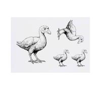 4 x 'Dodo Bird' Temporary Tattoos - Water Resistant, Skin-Safe, Non-Toxic Transfers, Mixed Sizes (TO00081042)