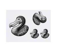 4 x 'Dodo Portrait' Temporary Tattoos - Water Resistant, Skin-Safe, Non-Toxic Transfers, Mixed Sizes (TO00077416)