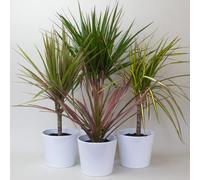 4 X Dracaena Marginata Mix In 13Cm Plastic Pots