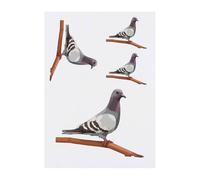 4 x 'Pigeon on a Branch' Temporary Tattoos - Water Resistant, Skin-Safe, Non-Toxic Transfers, Mixed Sizes (TO00074866)