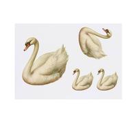 4 x 'White Swan ' Temporary Tattoos - Water Resistant, Skin-Safe, Non-Toxic Transfers, Mixed Sizes (TO00078136)