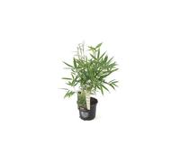 (40-50cm) Fargesia Pingwu Hardy Non-Invasive Bamboo Garden Plant Ideal for Screening