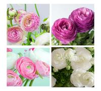 40 x Ranunculus Pastel Mix Beautiful Spring Summer Flowering Bulbs Persian Buttercup Aviv Cut Flowers Hardy Garden Perennial Ready to Plant Corms Size