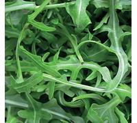 400 Seeds of Vegetable Speedy Veg Leaf Salad Cress Greek