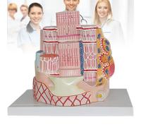 40000X Skeletal Muscle Fiber Enlargement with Anti-slip Base, Muscle Fiber Microstructure Anatomical Model for Science Education