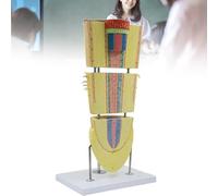 400X Magnification Dicot Root Anatomy Model, Realistic Plant Cell Structure Simulator for Biology Education, Botanical Teaching Aid for Schools, Lab Research & Science Classroom Demonstration