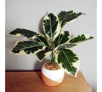 Leaf 40Cm Artificial Pothos Plant Variegated Shrub With Planter