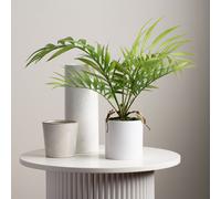 40cm Fern Tree in White Plastic Pot Scottish Everlastings Ltd Green One Size