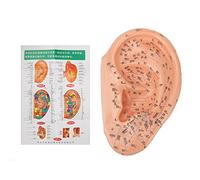 40cm PVC Ear Acupuncture Point Model with Clear Fonts for Professional Ear Zone Massage