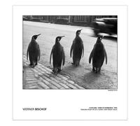 (40cm x 40cm x 0.21cm, Grey/Black) MAGNUM Werner Bischoff - Scotland Edinburgh Penguins 1950 Print