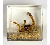 40mm Real Golden Scorpion on Stones in Crystal Clear Lucite Resin Diorama Paperweight Specimen Preserved Insect Taxidermy Collection for Biology Science Education & Desk Ornament Display Supplies