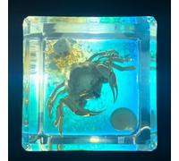 40mm Real Monk Crab on Sea Bottom in Crystal Clear Lucite Resin Aquatic Scenery Diorama Decor Specimen Preserved Insect Taxidermy Crafts Collection for Biology Science Education Display
