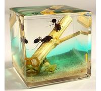 40mm Real Pair Ants in Nature in Crystal Clear Lucite Resin Diorama Paperweight Specimen Preserved Insect Taxidermy Collection for Biology Science Education & Desk Ornament Display