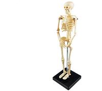 42Cm Little Skeleton Anatomical Model For Medical Educational Training Model Help Medical Human