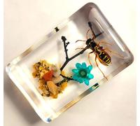 44mm Real Asian Hornet on Brazil Star Flower in Crystal Clear Lucite Resin Garden Scenery Diorama Decor Specimen Preserved Insect Taxidermy Crafts Collection for Biology Science Education Display