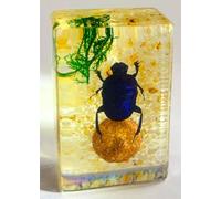 44mm Real Dung Beetle w/Ball in Crystal Clear Lucite Resin Garden Scenery Diorama Decor Specimen Preserved Insect Taxidermy Crafts Collection for Biology Science Education Display