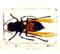 44mm Real Fly Insect in Crystal Clear Lucite Resin Specimen Preserved Taxidermy Crafts Collection for Biology Science Education (Asian Giant Hornet)
