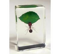 44mm Real Giant Ant w/Green Leaf in Crystal Clear Lucite Resin Garden Scenery Diorama Decor Specimen Preserved Insect Taxidermy Crafts Collection for Biology Science Education Display