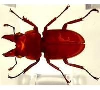 44mm Real Golden Stag Beetle in Crystal Clear Lucite Resin Specimen Preserved Insect Bugs Taxidermy Crafts Collection for Biology Science Education & Desk Ornament Display Supplies Small Paperweight