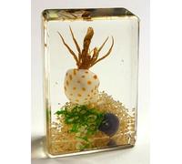 44mm Real Hermit Crab on Sea Bottom in Crystal Clear Lucite Resin Aquatic Scenery Diorama Decor Specimen Preserved Insect Taxidermy Crafts Collection for Biology Science Education Display