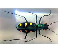 44mm Real Indonesian Tiger Beetle in Crystal Clear Lucite Resin Crafts Specimen Preserved Various Animal Insect Bug Taxidermy Collection for Biology Science Education & Desk Ornament Display Supplies