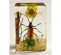 44mm Real Red Longhorn Beetle on Flower in Crystal Clear Lucite Resin Garden Scenery Diorama Decor Specimen Preserved Insect Taxidermy Crafts Collection for Biology Science Education Display