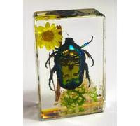 44mm Real Rose Chafer British Beetle on Flower in Clear Lucite Resin Garden Scenery Diorama Decor Specimen Preserved Insect Taxidermy Crafts Collection for Biology Science Education Display