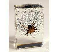 44mm Real Spiny Spider on Web in Crystal Clear Lucite Resin Garden Scenery Diorama Decor Specimen Preserved Insect Taxidermy Crafts Collection for Biology Science Education Display