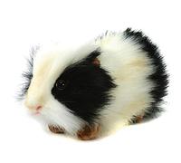 4592 Black and White Guinea Pig Plush Soft Toy by Hansa . 19cm