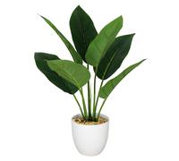 45cm Artificial Aureum Plant