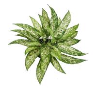 45cm Fire Retardant Artificial Aglaonema Bush Leaf Green One Size