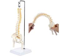 45cm Flexible Human Spinal Anatomical Model, Column Vertebral Lumbar Curve Anatomy Spine Medical Teaching Tool