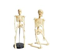 45CM Human Skeleton Anatomical Model